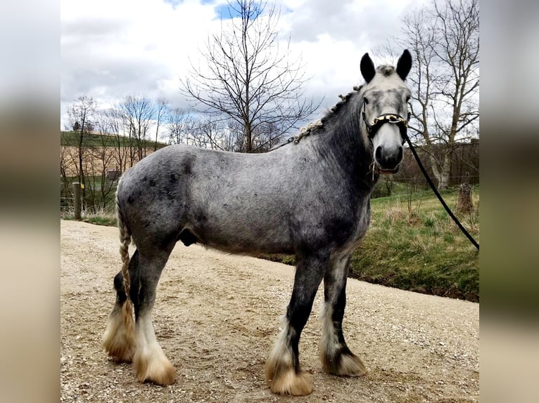 Shire Hengst 7 Jaar 185 cm kan schimmel zijn in Ried im Innkreis