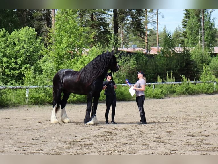Shire Hengst 8 Jaar 190 cm Zwart in Keminmaa