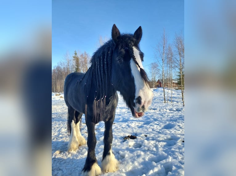 Shire Hengst 8 Jaar 190 cm Zwart in Keminmaa