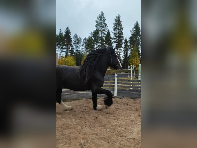 Shire Hengst 8 Jaar 190 cm Zwart in Keminmaa
