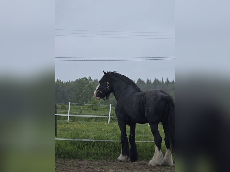 Shire Hengst 8 Jaar 190 cm Zwart in Keminmaa