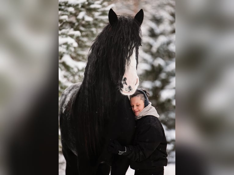 Shire Hengst 8 Jaar 190 cm Zwart in Keminmaa