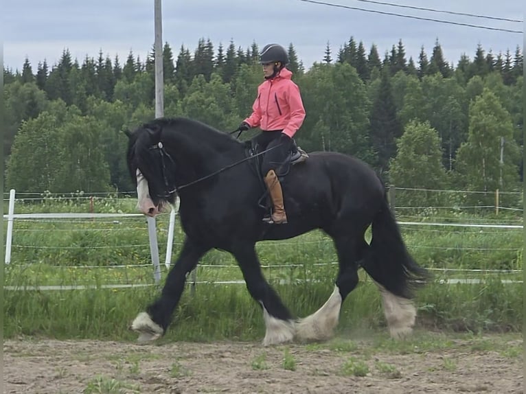 Shire Hengst 8 Jaar 190 cm Zwart in Keminmaa