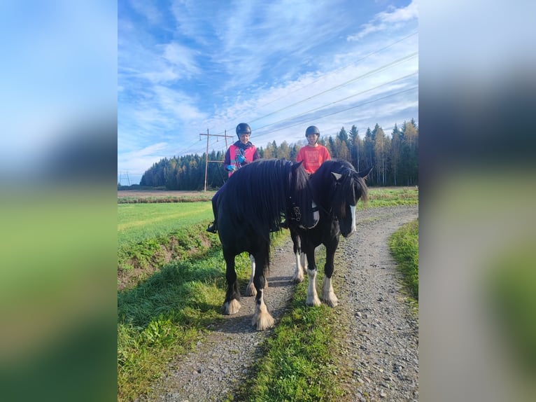 Shire Hengst 8 Jaar 190 cm Zwart in Keminmaa