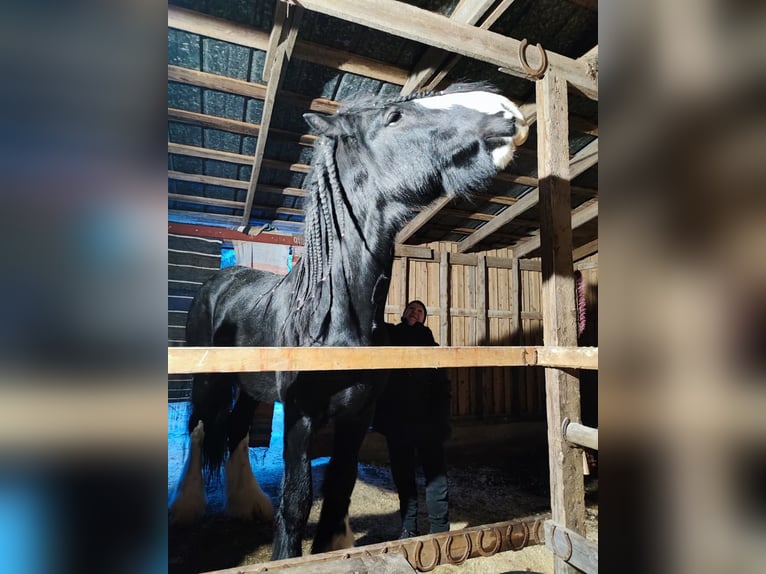 Shire Hengst 8 Jaar 190 cm Zwart in Keminmaa