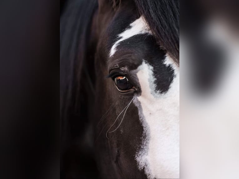 Shire Hengst 8 Jaar Zwart in Kolberg