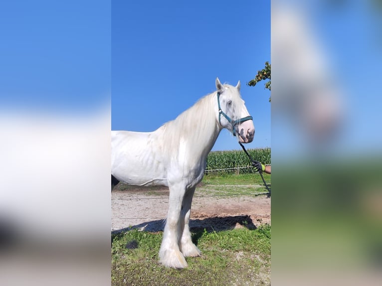 Shire Hengst 9 Jaar 194 cm Schimmel in Ried im Innkreis