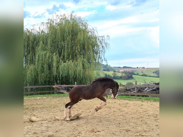 Shire Hengst veulen (04/2024) 146 cm Bruin in Gnas