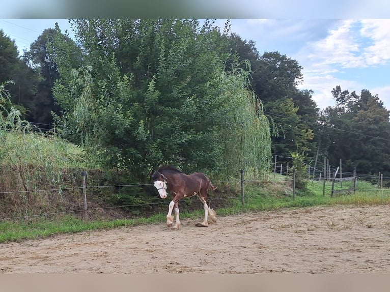 Shire Hengst veulen (04/2024) 146 cm Bruin in Gnas