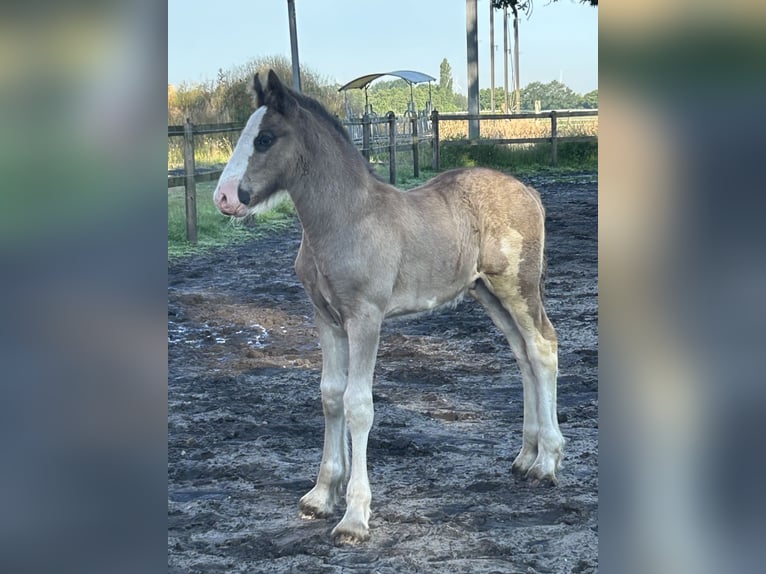 Shire Hengst veulen (05/2024) 180 cm Zwart in Berge