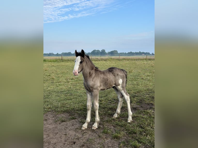 Shire Hengst veulen (05/2024) 180 cm Zwart in Berge