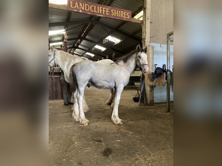 Shire Hengst veulen (04/2024) 183 cm Schimmel in York