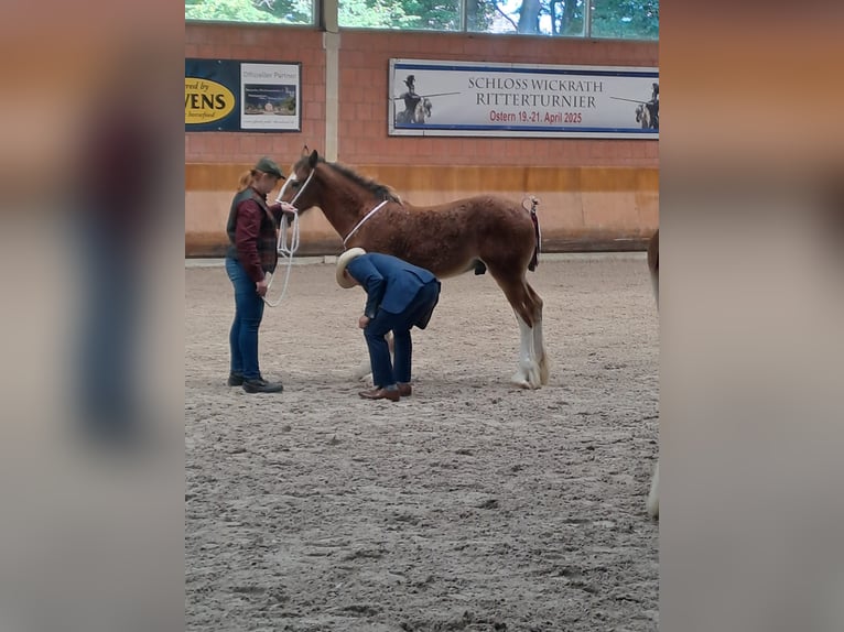 Shire Hengst Veulen (03/2025) Bruin in Witteveen