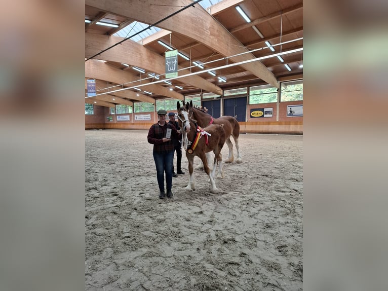 Shire Hengst Veulen (03/2025) Bruin in Witteveen