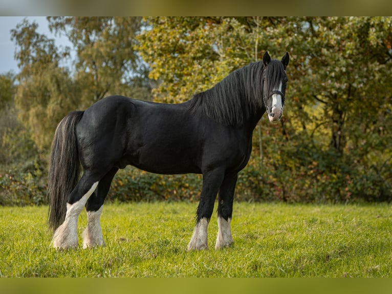 Shire Hengst Zwart in Ratingen