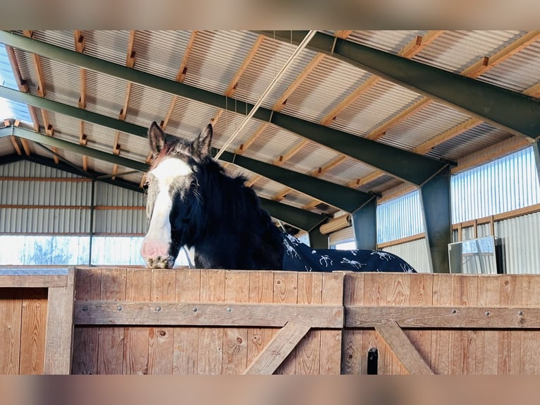 Shire Horse Caballo castrado 10 años 185 cm Negro in IserlohnIserlohn