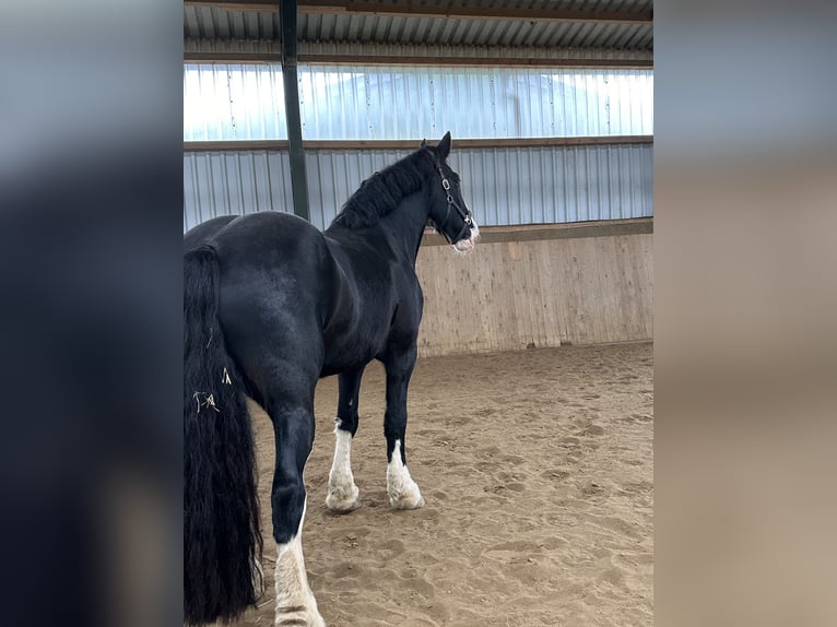 Shire Horse Caballo castrado 10 años 185 cm Negro in IserlohnIserlohn