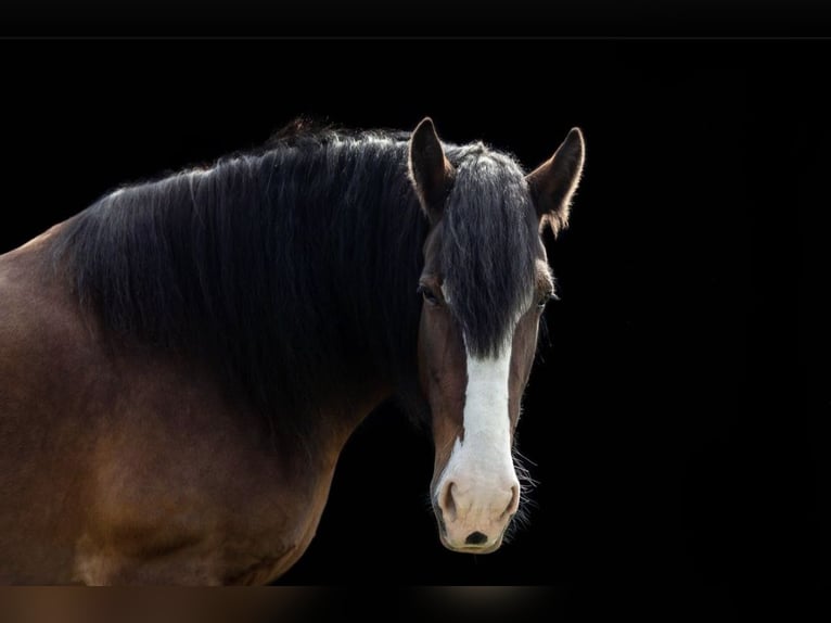 Shire Horse Caballo castrado 10 años 186 cm Castaño in Sachsen anhalt