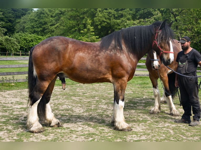 Shire Horse Caballo castrado 11 años 192 cm Castaño in Sprockhövel