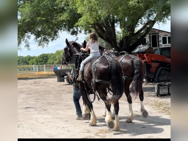 Shire Horse Mestizo Caballo castrado 12 años 180 cm Negro in Williston