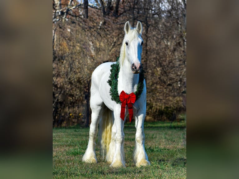 Shire Horse Caballo castrado 12 años 183 cm White/Blanco in Ewing TX