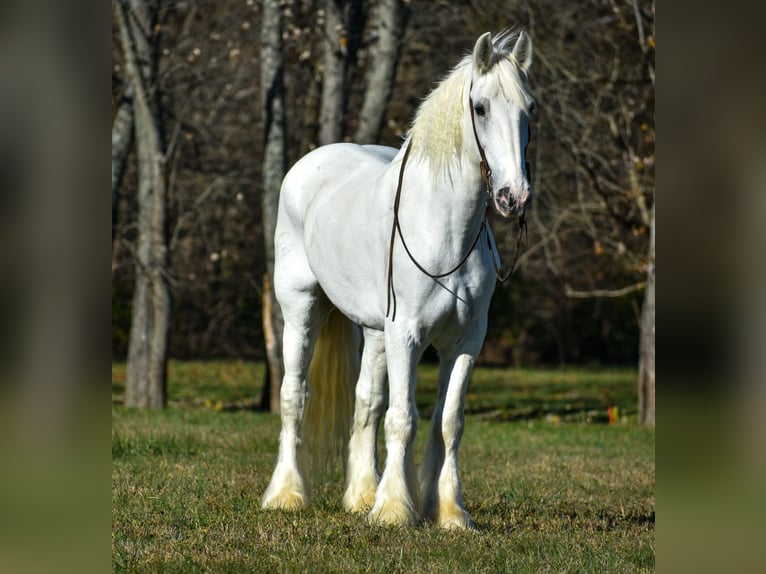 Shire Horse Caballo castrado 12 años 183 cm White/Blanco in Ewing TX