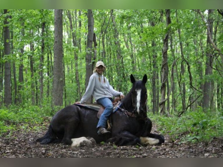 Shire Horse Caballo castrado 13 años 173 cm Negro in Highland MI