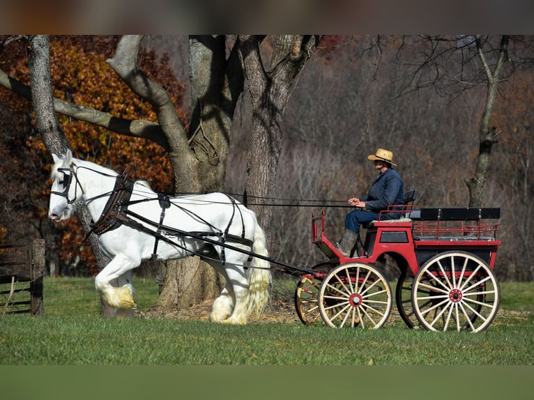 Shire Horse Caballo castrado 13 años 183 cm White/Blanco in Ewing TX