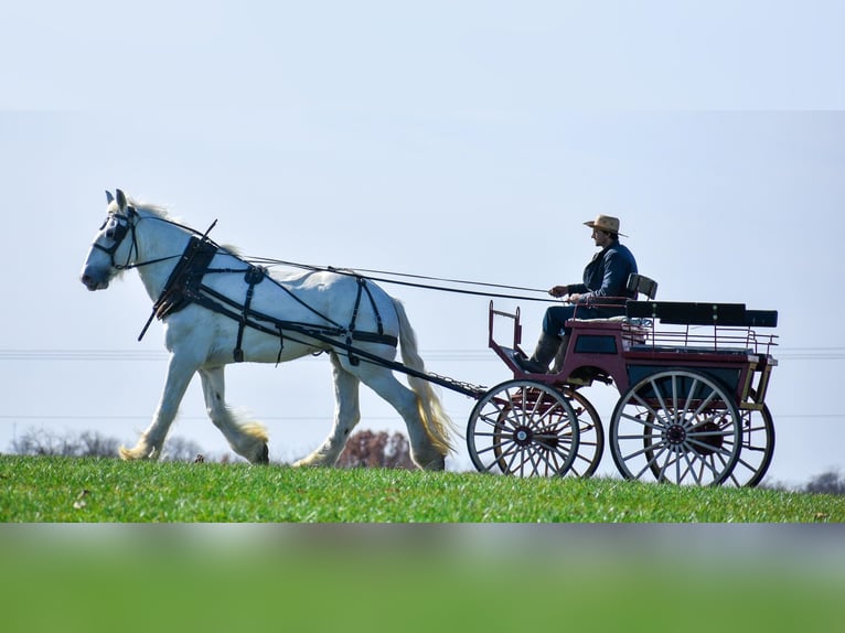 Shire Horse Caballo castrado 13 años 183 cm White/Blanco in Ewing TX