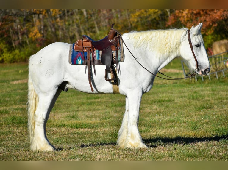 Shire Horse Caballo castrado 13 años 183 cm White/Blanco in Ewing TX