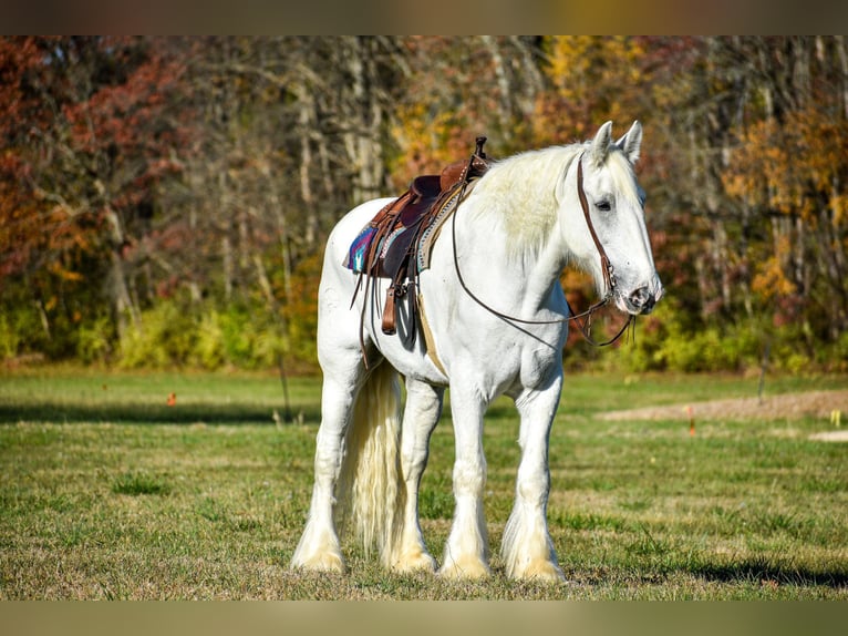 Shire Horse Caballo castrado 13 años 183 cm White/Blanco in Ewing TX