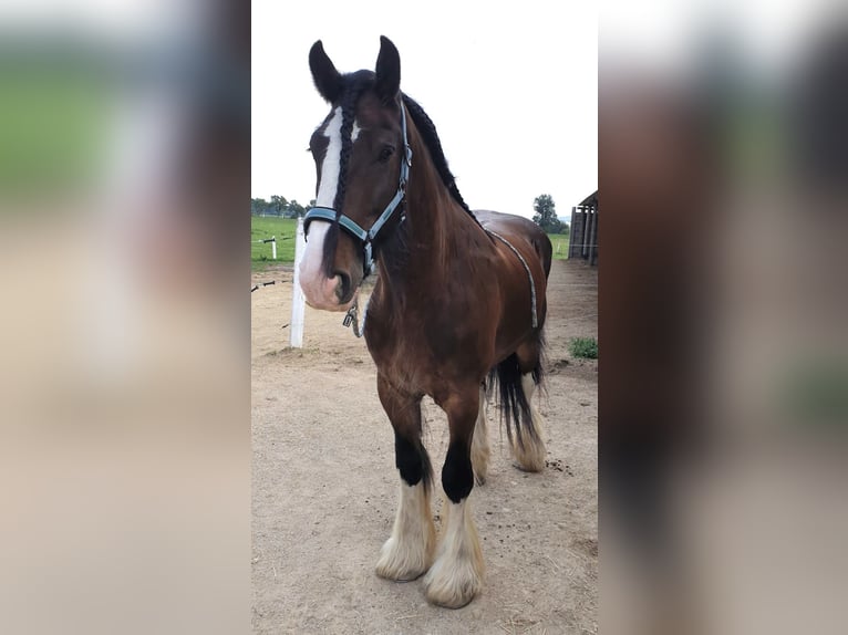 Shire Horse Caballo castrado 14 años 176 cm Castaño in St.Pölten