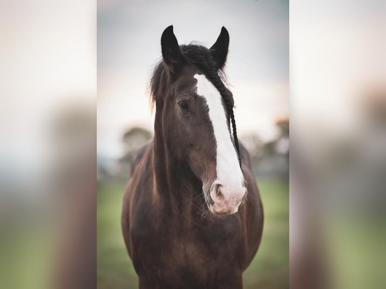 Shire Horse Caballo castrado 14 años 176 cm Castaño in St.Pölten