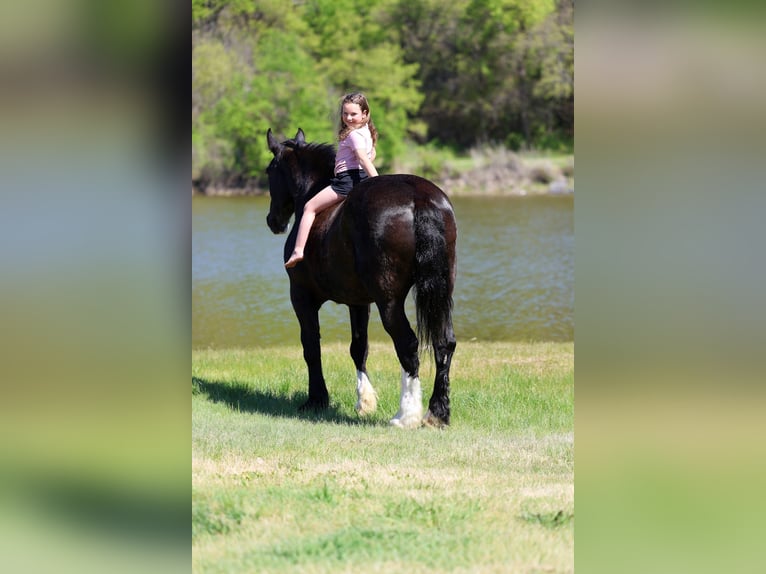 Shire Horse Mestizo Caballo castrado 16 años 168 cm Negro in Forney