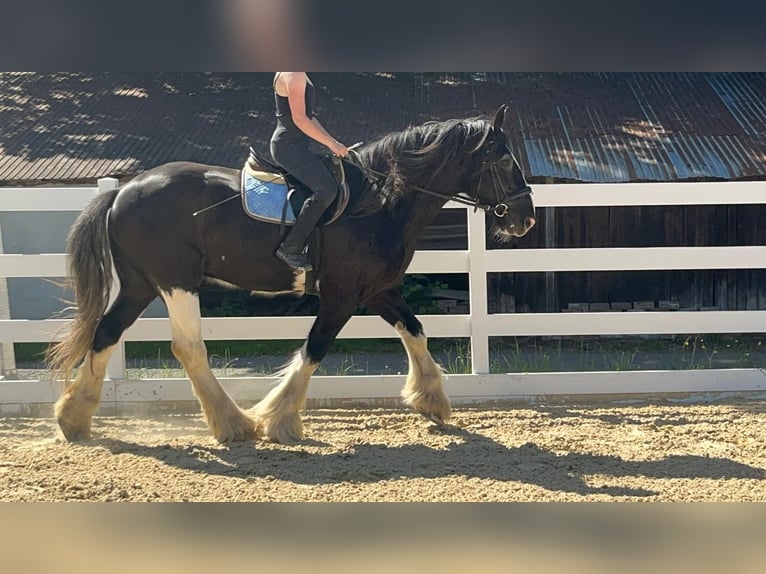 Shire Horse Caballo castrado 18 años 177 cm Negro in Morsbach