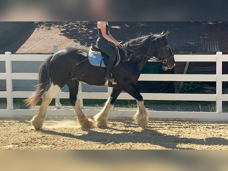 Shire Horse Caballo castrado 18 años 177 cm Negro in Morsbach