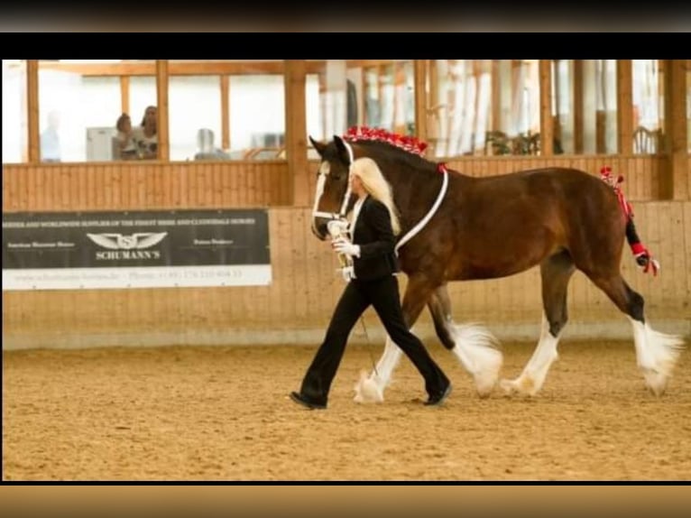 Shire Horse Caballo castrado 1 año Castaño in Deggendorf