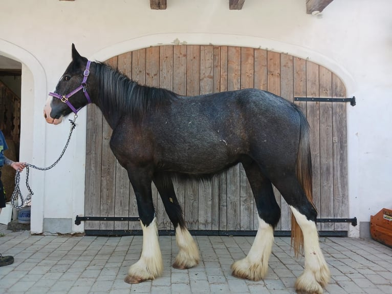 Shire Horse Caballo castrado 2 años 175 cm Negro in Ried im Innkreis
