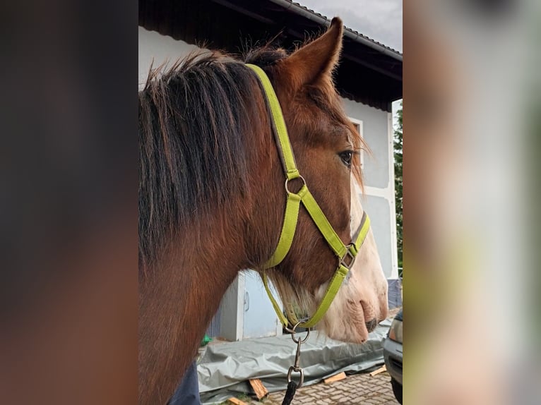 Shire Horse Caballo castrado 2 años 180 cm Castaño in Bad Füssing