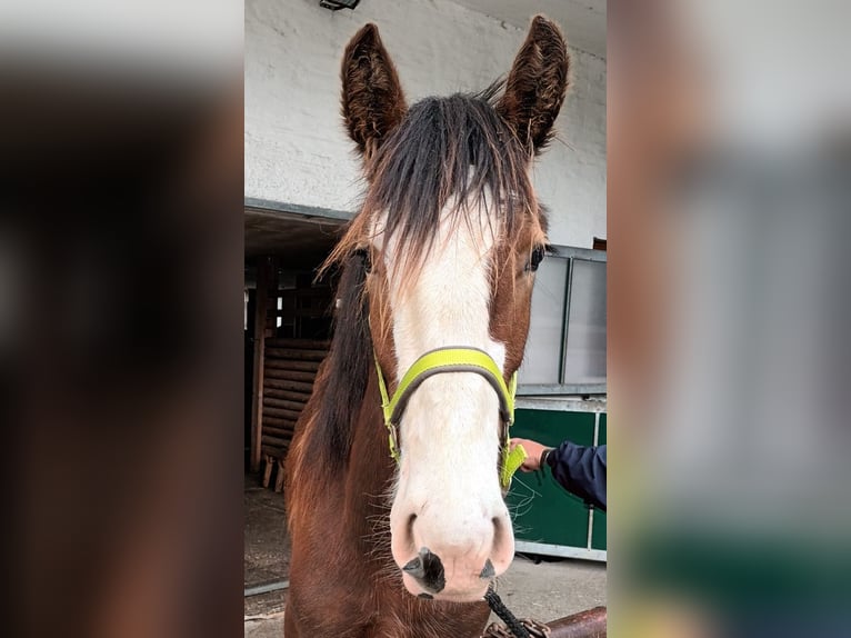 Shire Horse Caballo castrado 2 años 180 cm Castaño in Bad Füssing