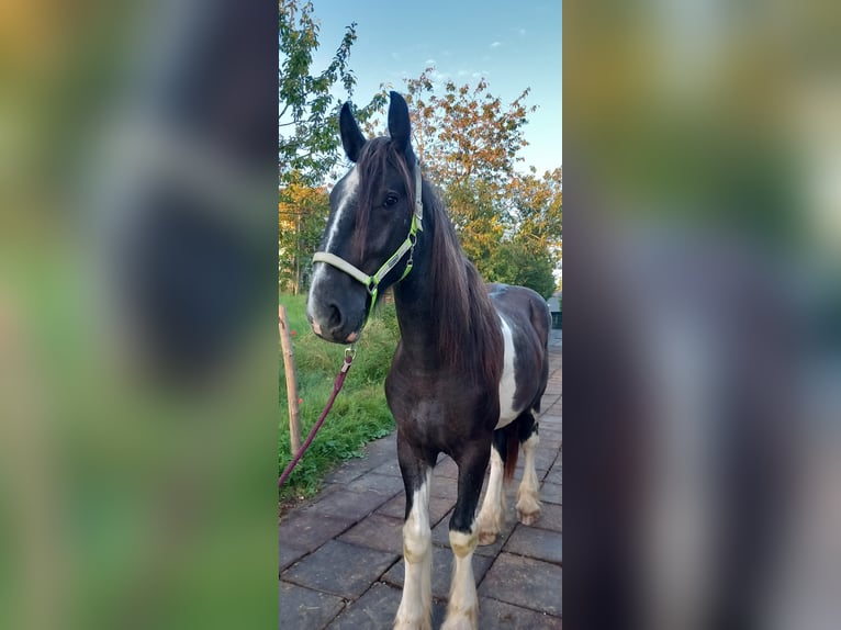 Shire Horse Caballo castrado 2 años 180 cm Negro in Bad Füssing