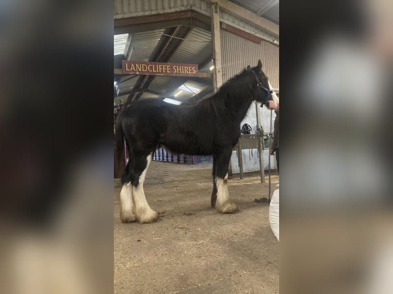 Shire Horse Caballo castrado 2 años 183 cm Negro in York