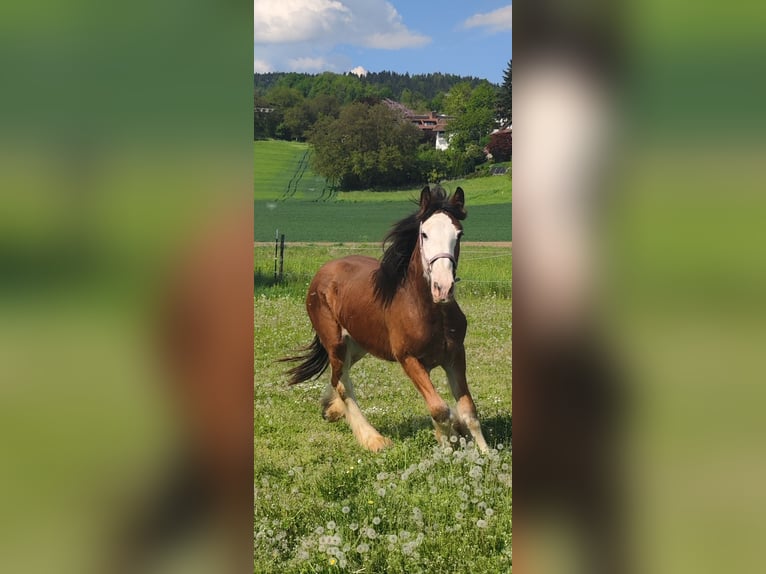 Shire Horse Caballo castrado 2 años in Deggendorf