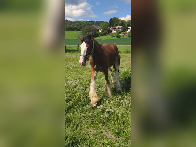 Shire Horse Caballo castrado 2 años in Deggendorf