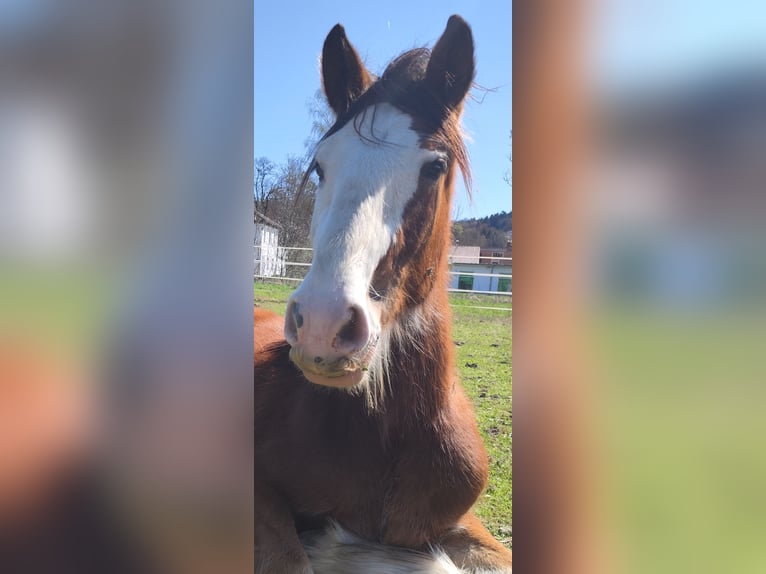 Shire Horse Caballo castrado 2 años in Deggendorf