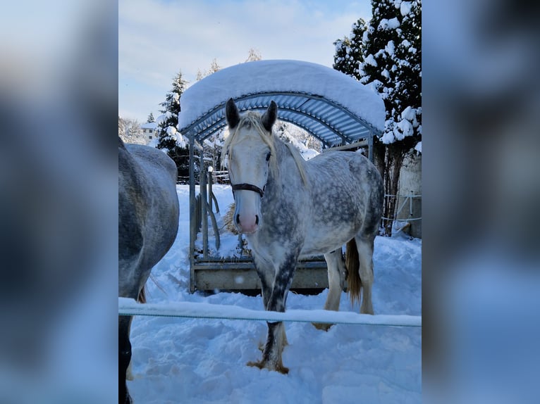 Shire Horse Caballo castrado 3 años 145 cm Tordo in Bad Füssing
