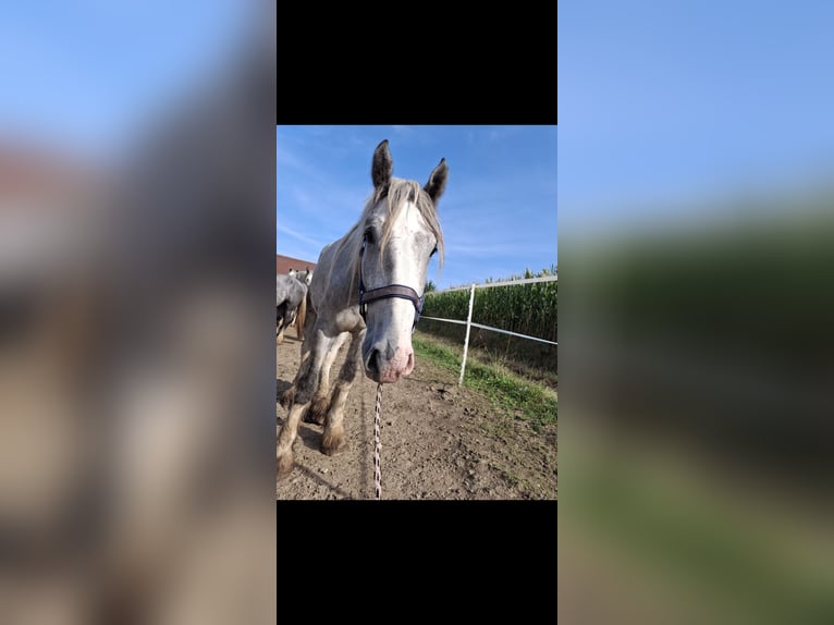 Shire Horse Caballo castrado 3 años 145 cm Tordo in Freilassing