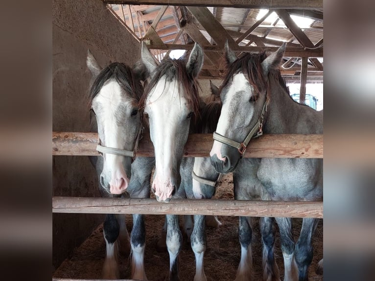 Shire Horse Caballo castrado 3 años 145 cm Tordo in Freilassing