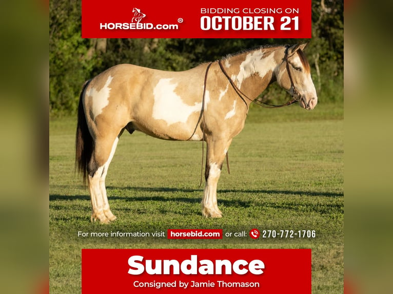 Shire Horse Mestizo Caballo castrado 3 años 160 cm Buckskin/Bayo in Auburn, KY