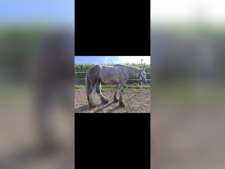 Shire Horse Caballo castrado 4 años 145 cm Tordo in Freilassing